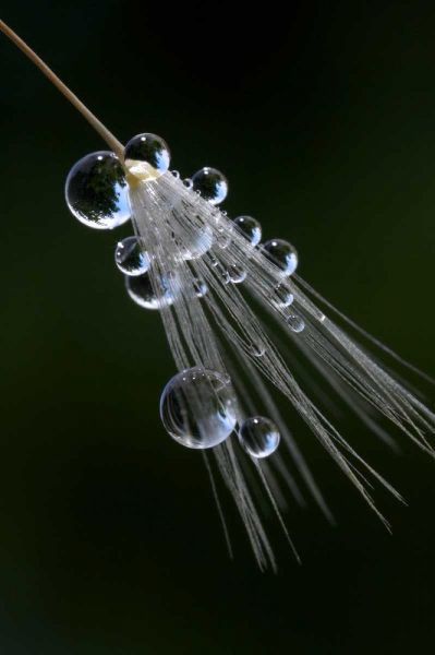 California, San Diego, Water drops on a dandelion